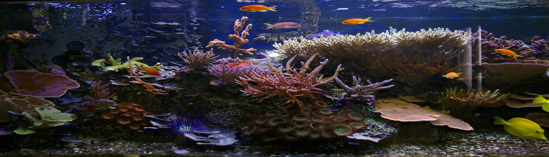 tropical saltwater aquarium
